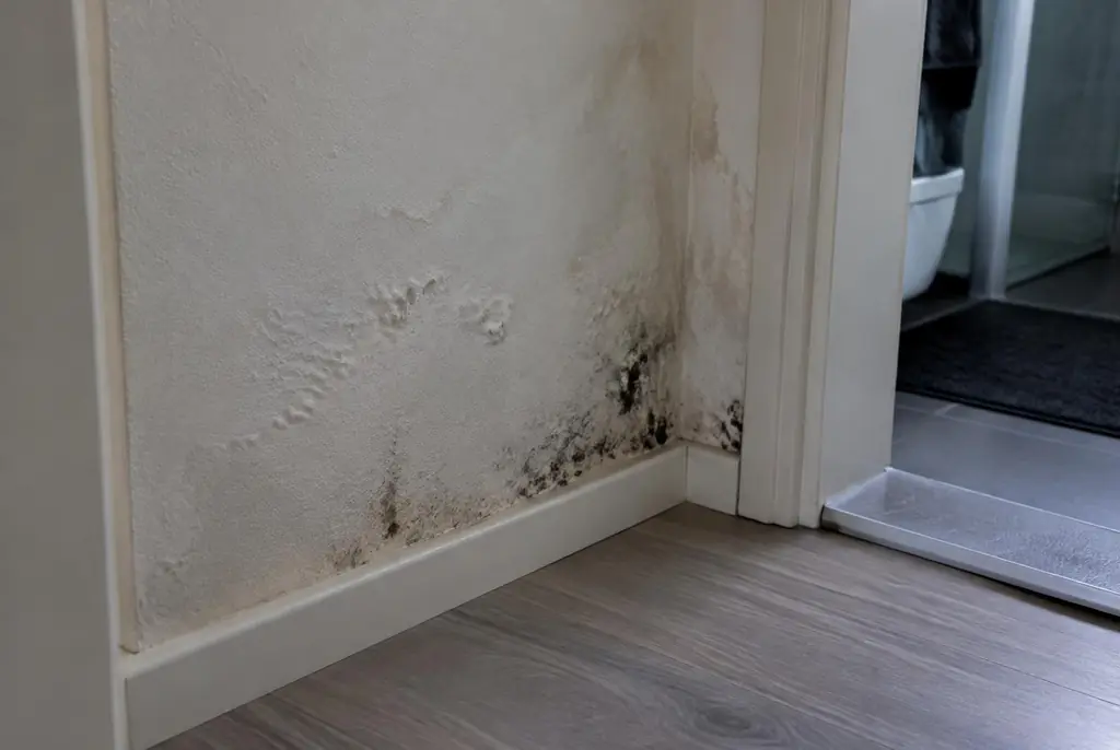 Lekdetectie Borne – vochtplek met schimmel op een muur